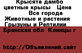 Крысята дамбо цветные крысы › Цена ­ 250 - Все города Животные и растения » Грызуны и Рептилии   . Брянская обл.,Клинцы г.